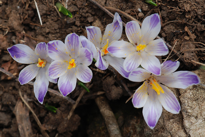 Crocus vernus subsp. albiflorus